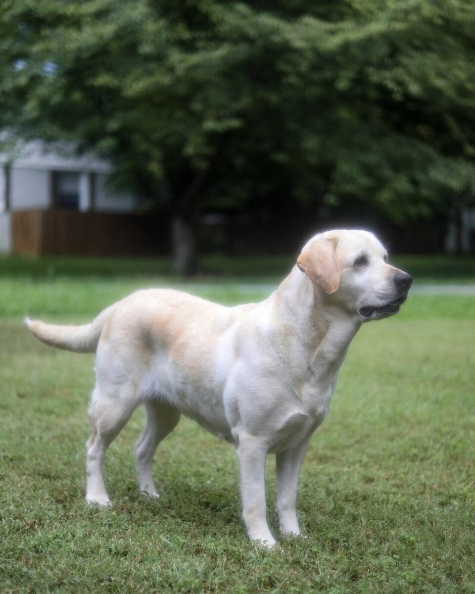 Grady, a white English Labrador standing in profile.