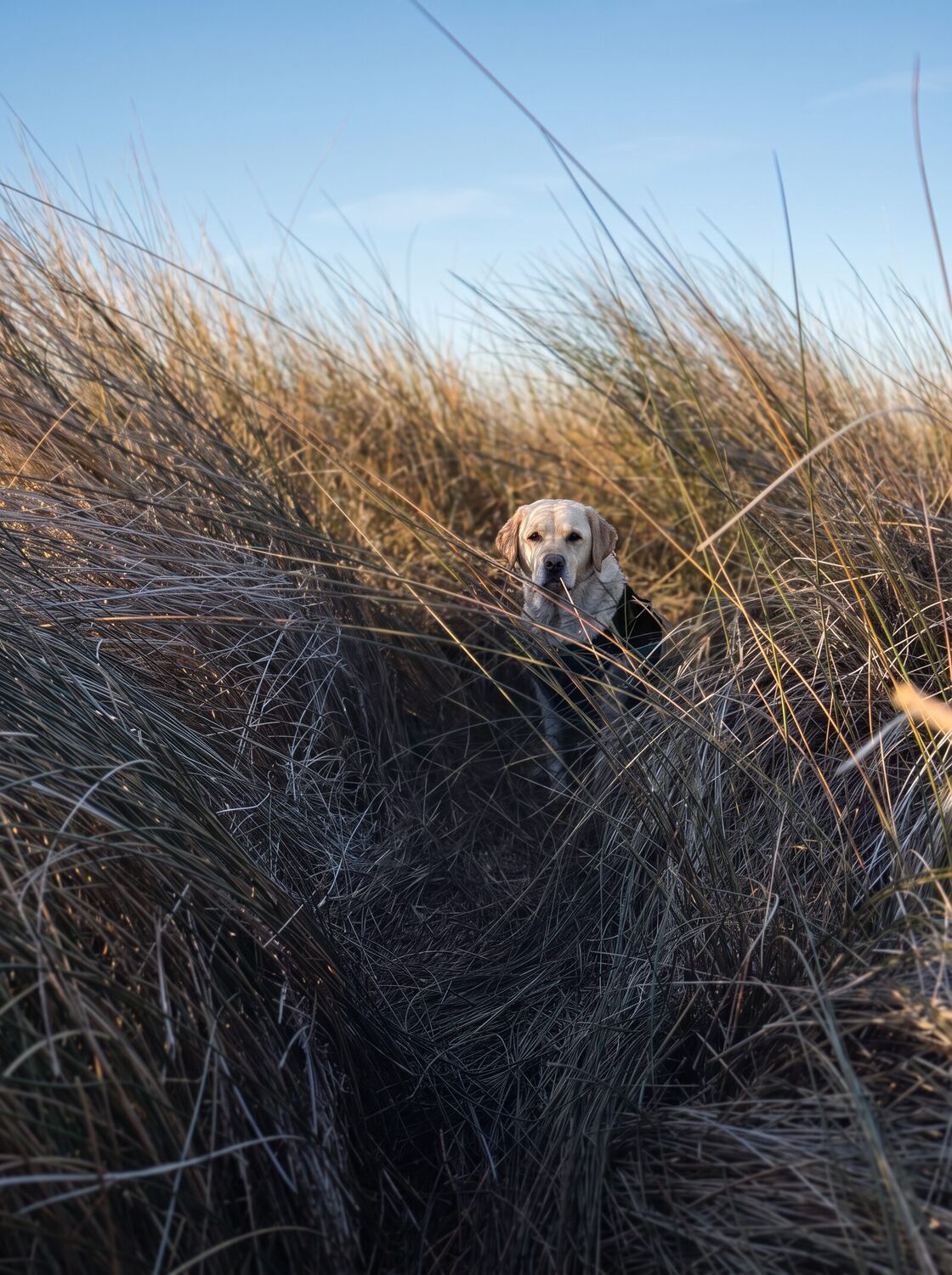 A yellow English Labrador looking out from tall dune grass under an open sky.