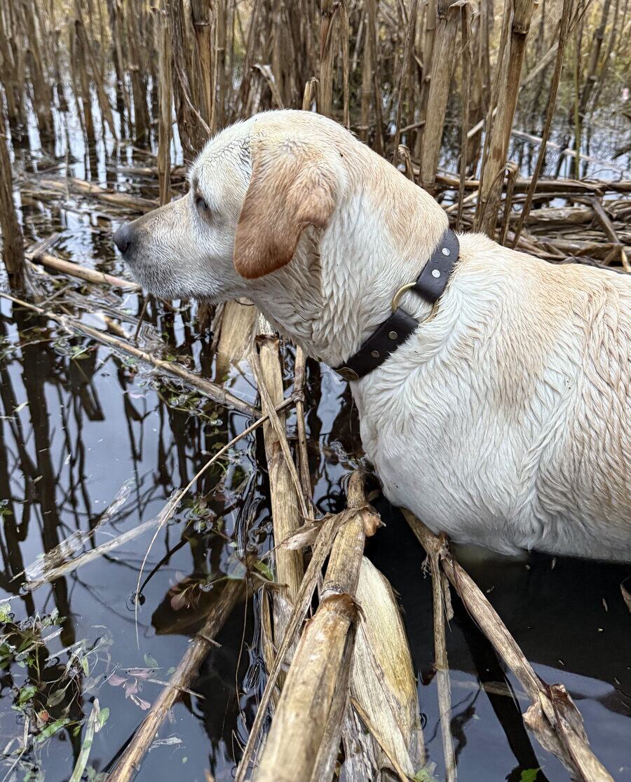 A yellow English Labrador standing chest-deep in flooded reeds.